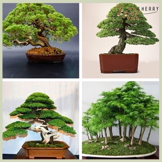 30pcs Rare Japanese White Pine Pinus Parviflora Tree Bonsai Seeds Home Plant