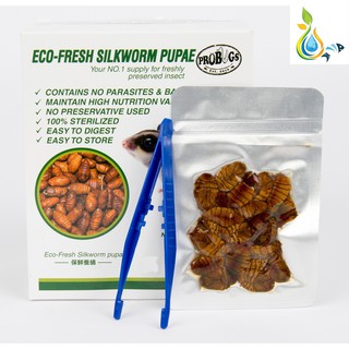 [Shop Malaysia] Promotion PROBUGS Eco-Fresh Silkworm Pupae 15g
