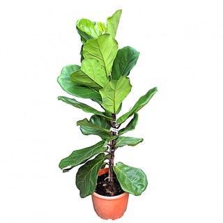 Ficus lyrata, Fiddle Leaf Fig (1m) - Air cleaning / purifying plant (NASA Clean Air Study)