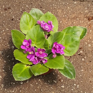 Very Small Streptocarpus sect. Saintpauli (African Violets) May not have flower and with Flaws *Houseplant*