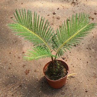 Cycas revoluta (Sago Palm) Small Overgrown Roots *Houseplant*