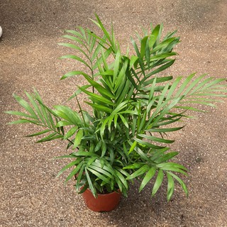 Chamaedorea elegans (Bamboo Palm) Small Plant See Product Photo *Houseplant*