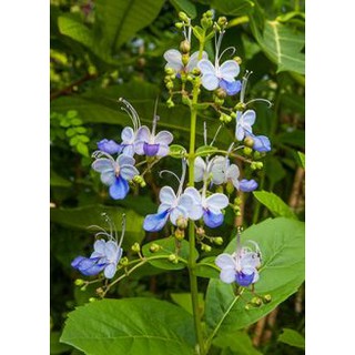 Blue Butterfly Bush (Clerodendrum ugandense) - 0.5 to 0.6m height in a brown plastic pot