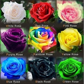 30pcs//perennial plant rose seed, can be used in garden/balcony