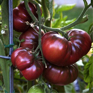 Tomato 'Black Krim' (Solanum Lycopersicum) Heirloom, 20 Seeds