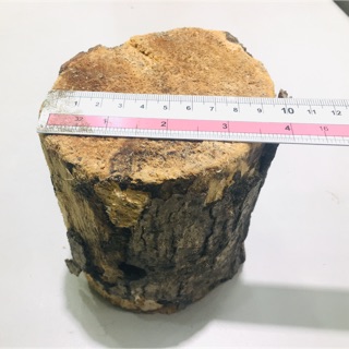 Siphon Forest Maple Wood Small Cork 8 ~ 10cm