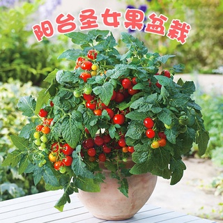 Super Sweet【Cherry Tomato Seeds】Cherry Tomatoes Cherry Tomato Vegetables and Fruits Balcony Indoor Potted Cherry Tomatoe (1)