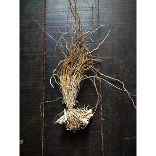 Fragrance Roots - Grass vetiver Prop / Food Products Photo props