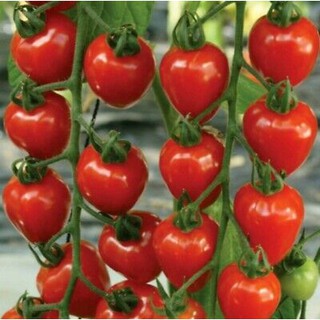 12 Strawberry Tomatoes Tomato seeds (fr SG) (1)