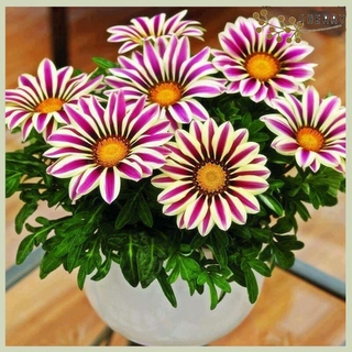1 Pack 30PCS Mixed color Gazania rigens flores seeds, flower seeds for home&garden【sherryseed】