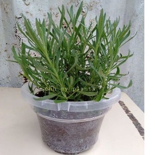 Lavender plant in see-thru pot (~9inch pot)