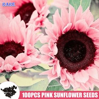 RAER 100 Pcs / Bag Pink Sunflower Seeds Bonsai Flower Sunflower Seeds For Planting Home Garden