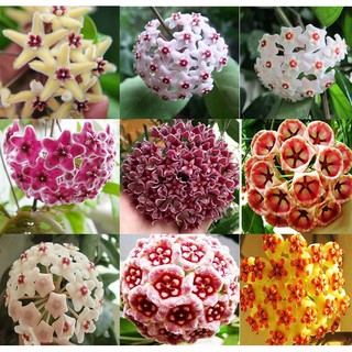 Fast delivery Lot 300Pcs Mixed Color new Hoya seeds orchid seeds Home Garden Plant Seed Garden Decor