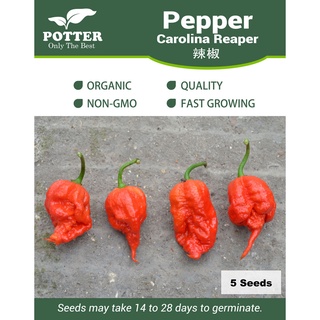 Carolina Reaper Pepper seeds, 5 seeds [Local Seller! Fast Delivery! Free Shipping!]