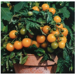 Tomato 'Venus' (Solanum Lycopersicum) Determinate Vegetable Plant Heirloom, 20-30 Seeds