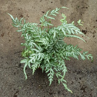 Pteris cretica 'Evergemiensis' (Silver Lace Fern) May Have Flaws *Houseplant*