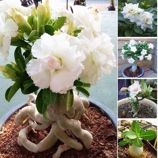 6 PCS Desert Rose Seed White Bonsai Flower Adenium Obesum Seeds/Benih bunga gurun putih biji bon
