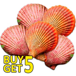 [SEACO] Japan Noble Scallop Buy 5 Pc Get 5 Pc Free