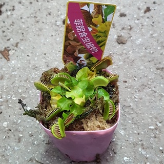 Dionaea muscipula (Venus Flytrap) Small with Flaws *Houseplant*