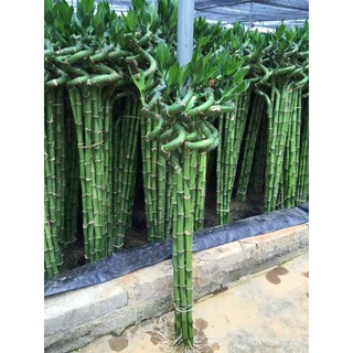 With Root Lucky Bamboo Hydroponic Rich Bamboo Curved Bamboo Office Indoor Aquatic Plants Radiation-Proof Formaldehyde A