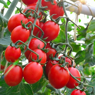 Tomato 'Principe Borghese' 20-30 Seeds (Lycopersicon Esculentum) Determinate Heirloom