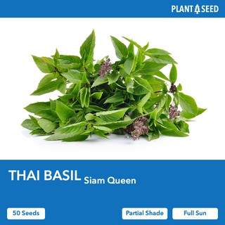 THAI BASIL [50 Herbs Seeds] - Local SG Seller! Fast Delivery!