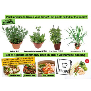Set of 4 Potted Fragrant Herb Plants commonly used in Asian / Thai / Vietnamese cooking - Sawtooth Coriander / Thai Basi (1)