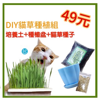 Diy Cat Grass Planting Set Wheat Grass Seeds Cat Grass Wheat Grass Barley Ryegrad Cat Grass Seeds