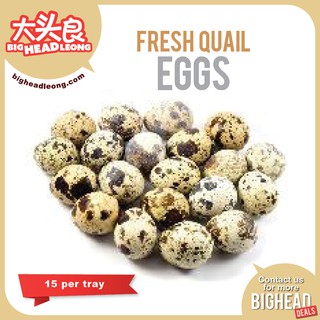 [Big Head Leong] Fresh Quail Eggs 15s