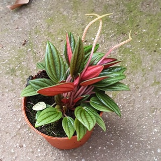 Peperomia caperata Rosso *Houseplant*