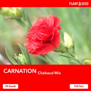 CARNATION Chabaud Mix [20 Flower Seeds] - Local SG Seller! Fast Delivery!