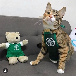 Ins Korea Cute Cat Work Clothes Dog Bib Apron Pet Saliva Towel Cat Dog Bib