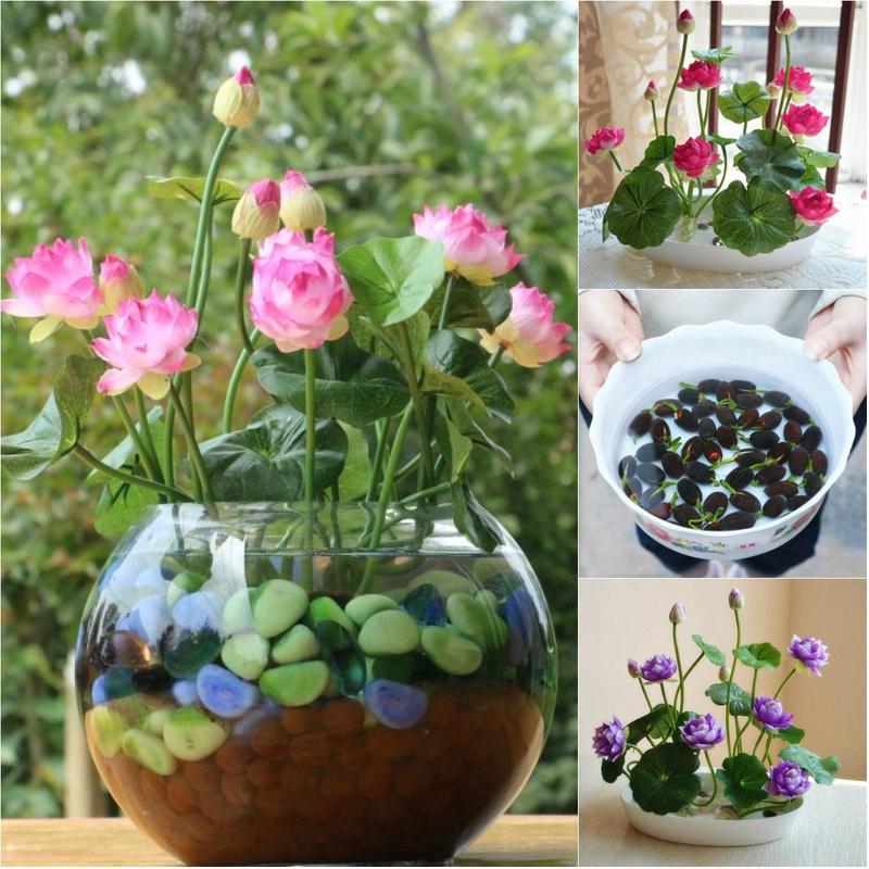 20Pcs Hydroponic Plants Flower Seeds Potted Water Lilies Seeds Family Garden