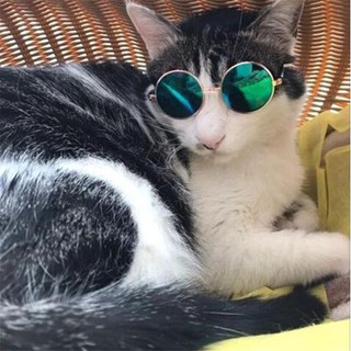 Pet glasses / pet eyeglass dog/cat sunglasses
