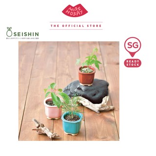 Wagokoro Bonsai Saibai | SEISHIN | Japanese Tree Soil-based Growing Kit