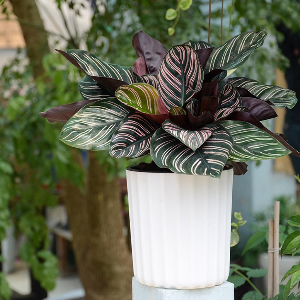 ✧Automatic Vertical Stripes Round Shape Self Watering Plant Flower Pot Planter
