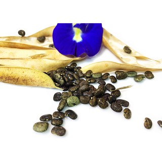 Butterfly Blue Pea Flower Seeds (Clitoria Ternatea) Singapore Climate Nonya Kueh Dye - 15 seeds