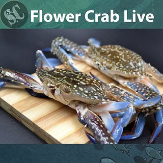 Live seafood Flower Crab Live