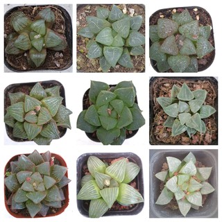 Haworthia Selection *Limited Pieces* *Succulent*