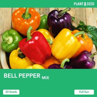 BELL PEPPER [20 Vegetable Seeds] - Local SG Seller! Fast Delivery! (1)