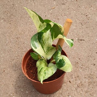 Manjula pothos (Epipremnum Manjula) Small *Houseplant*