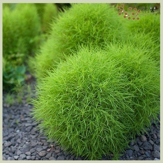 100pcs Grass Seeds Perennial Grass Burning Bush Kochia Scoparia Seeds【sherryseed】 (1)
