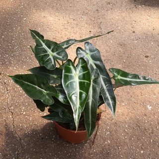 Alocasia bambino Small Young Plant with Flaws *Houseplant*