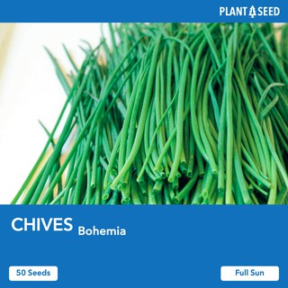 CHIVES [50 Herbs Seeds] - Local SG Seller! Fast Delivery!