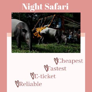 Night Safari + Rainforest Lumina + Tram Rides Singapore E-ticket
