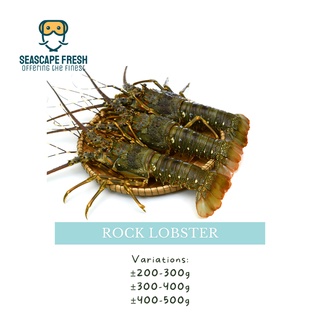 【Seafood】Rock Lobster - 200-500g per piece, Frozen (石龙虾）