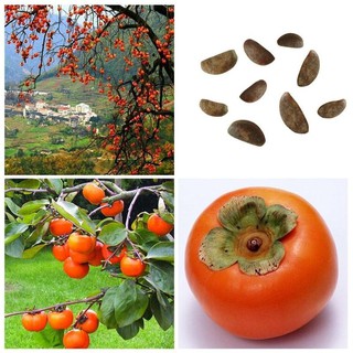 30pcs Summer Easy-growing Persimmon Seeds Non Transgenic Fruit Tree Plants Seed