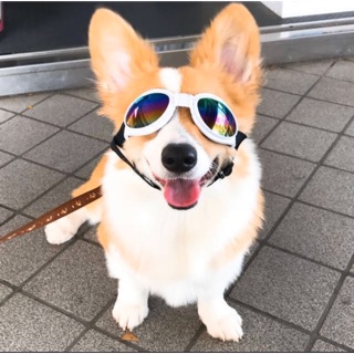 Dog Goggles