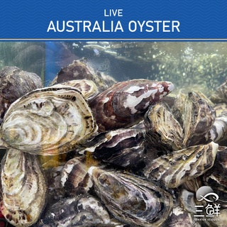 Live Australia Oyster 3/4" [FREE Shucking Knife]
