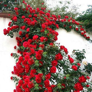 Fast delivery 100 Pcs/Set Climbing Rose Seeds Perennial Fragrant Home Garden Plant Multiflora Flower Seed